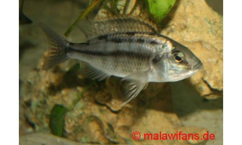 Protomelas taeniolatus namalenji